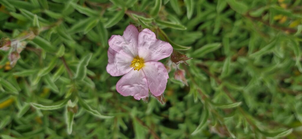 Cistus Pink Ice