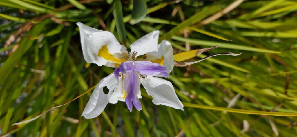 Dietes Iridioides