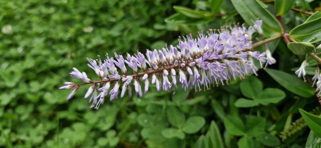 Hebe Chathamica