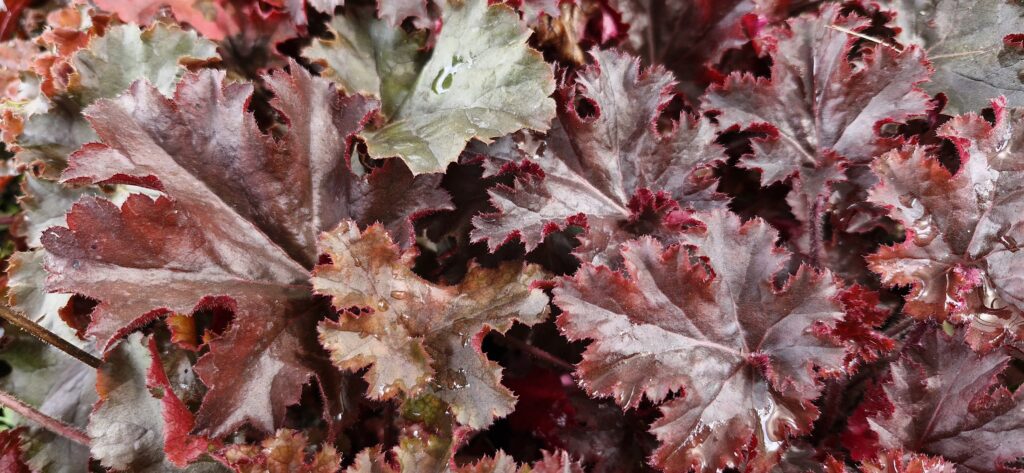 Heuchera Melting Fire