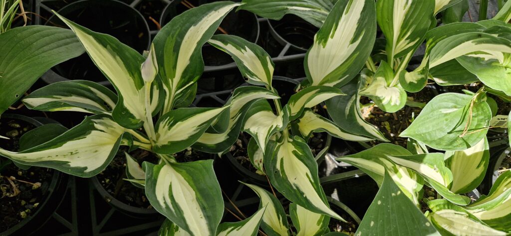 Hosta Loyalist