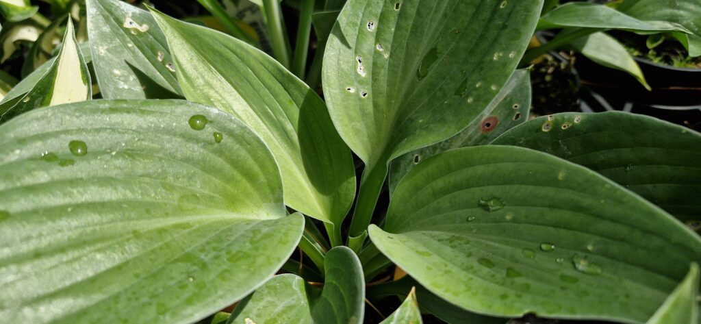 Hosta Kiwi Skyscraper