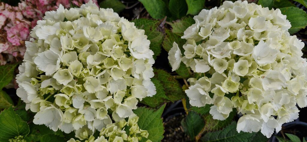 Hydrangea Green Veil