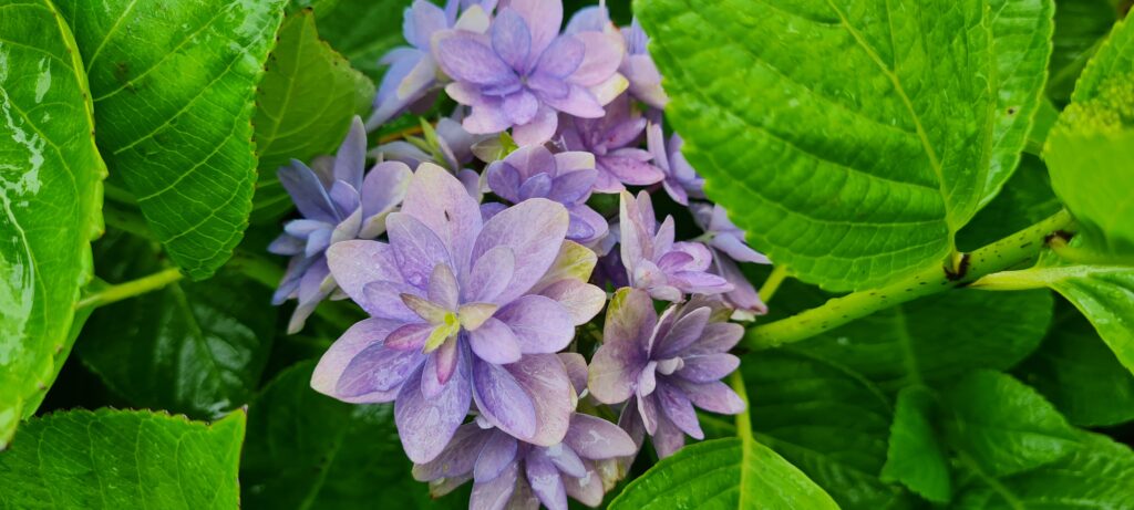 Hydrangea YouMe Romance