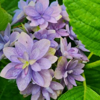 Hydrangea YouMe Romance