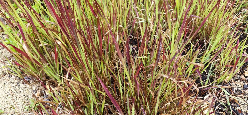 Imperata Red Baron