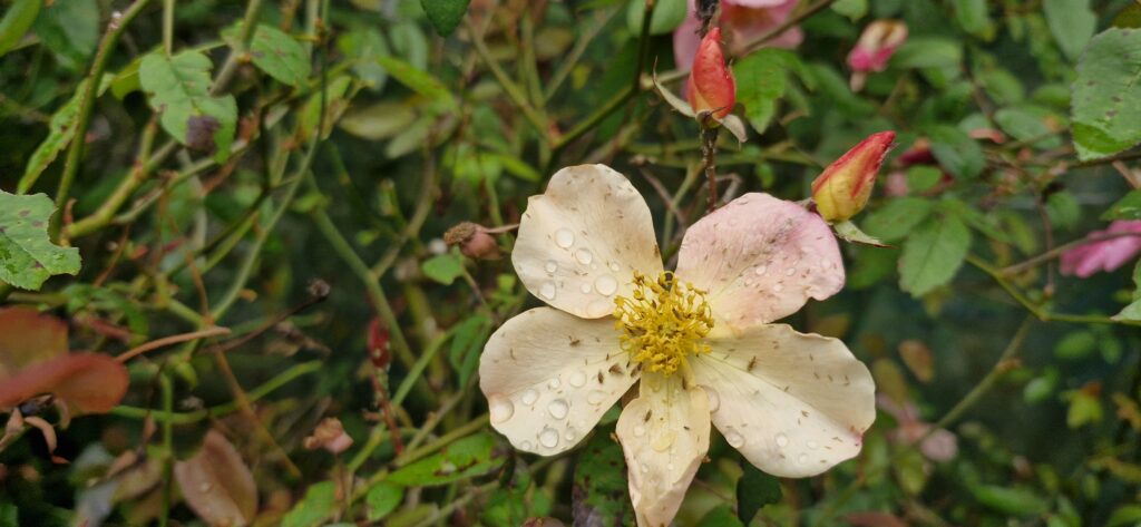 Rosa Mutabilis (2)