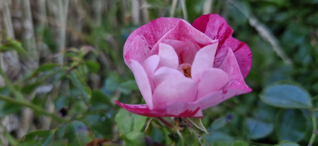 Rose Flower Carpet Pink Splash