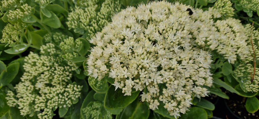 Sedum stardust