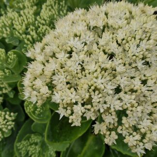 Sedum stardust