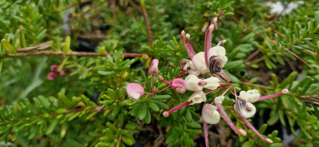 grevillea Mt Tamboritha