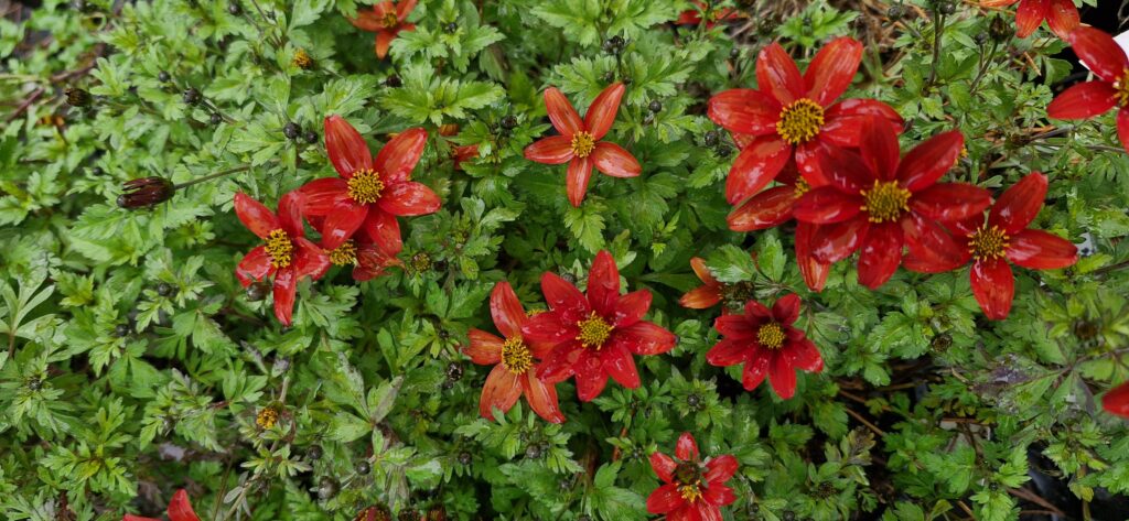 Bidens Fireburst