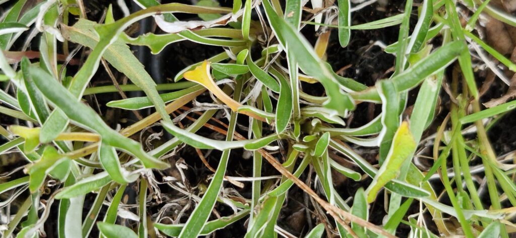 Dymondia Margaretae Silver Carpet