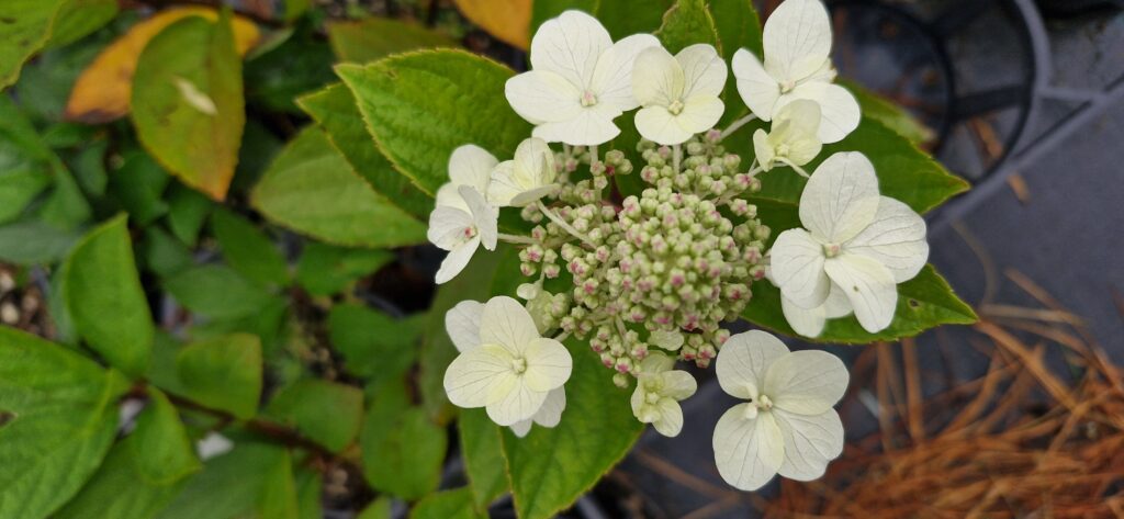 Hydrangea paniculata tardiva