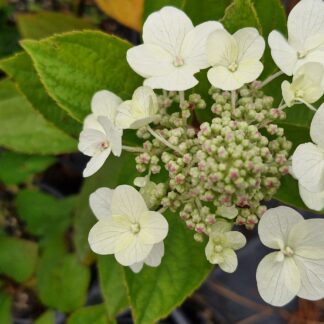 Hydrangea paniculata tardiva