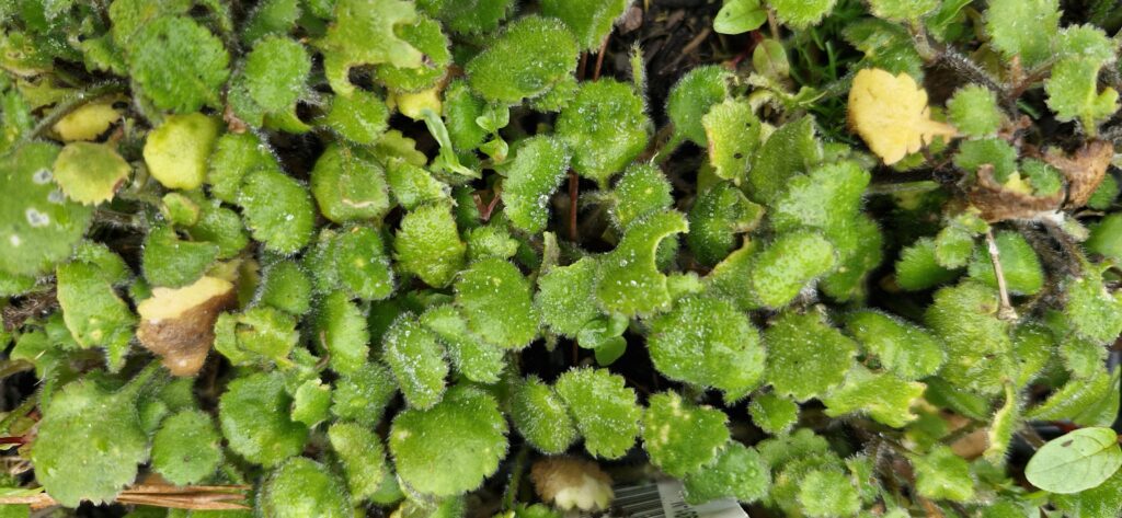 Leptinella Rotundata