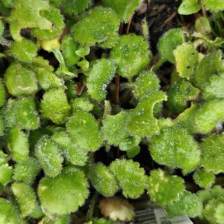 Leptinella Rotundata