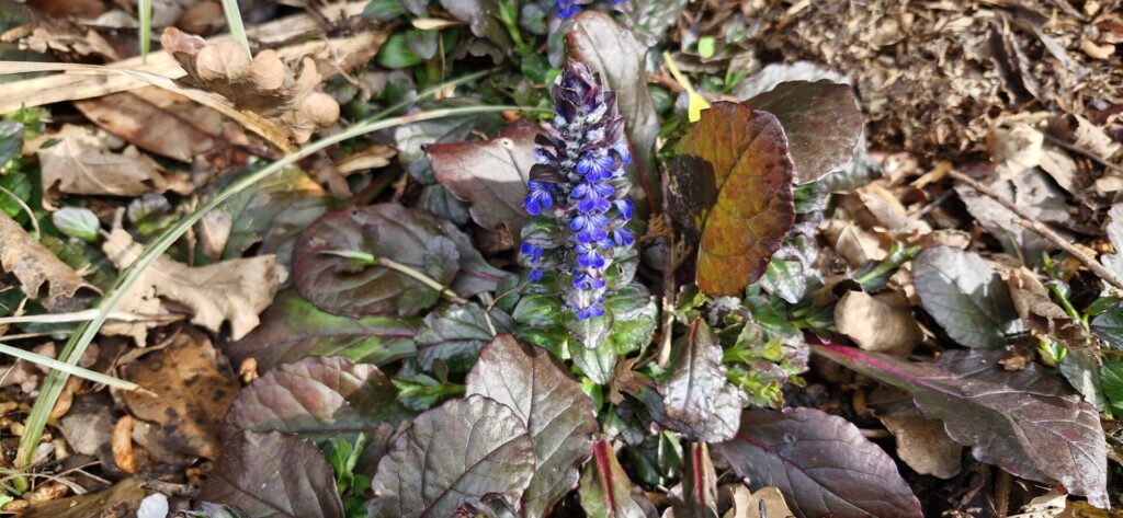 Ajuga Pink Spire