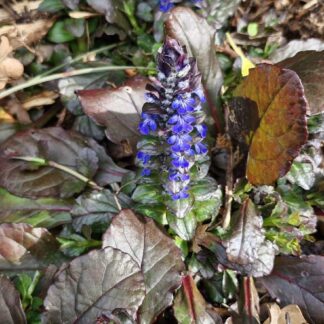 Ajuga Pink Spire