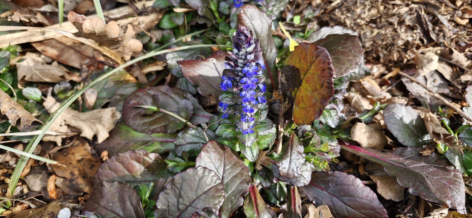 Ajuga Pink Spire