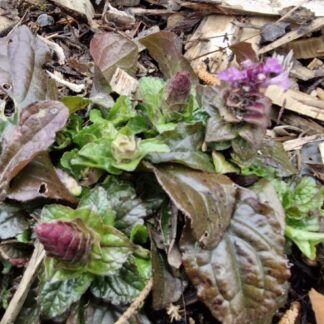 Ajuga Pink Spire