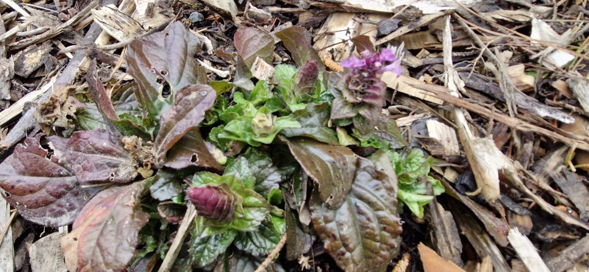 Ajuga Pink Spire