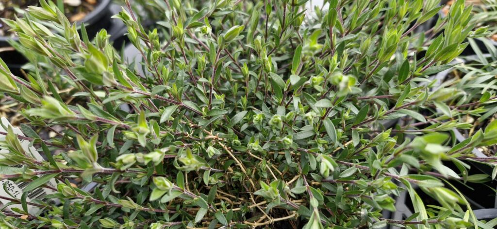 Arenaria Avalanche