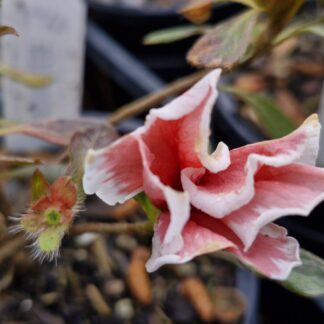 Azalea Mardi Grass