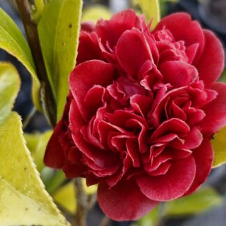 Camellia Sparkling Burgundy
