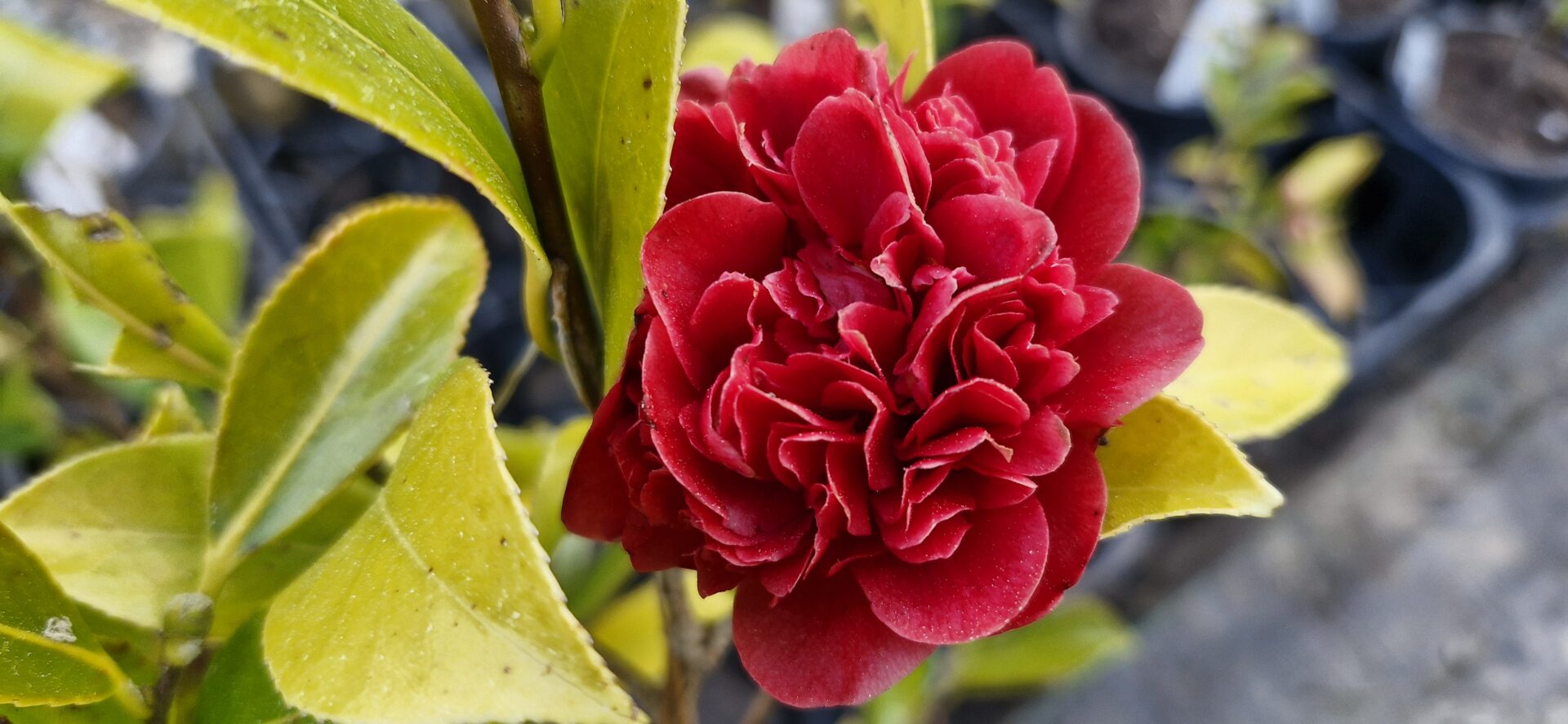 Camellia Sparkling Burgundy