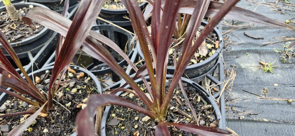 Cordyline Renegade