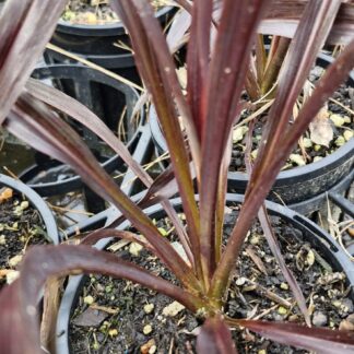 Cordyline Renegade