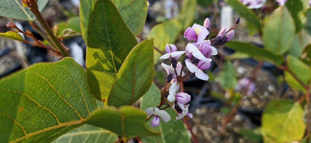 Hardenbergia violacea Rosea