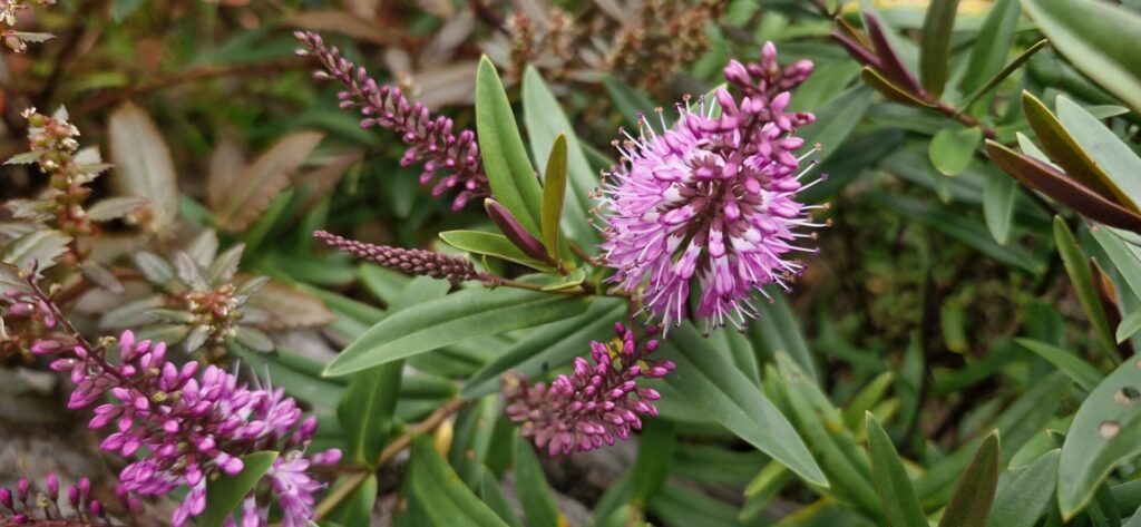 Hebe Marie Antoinette