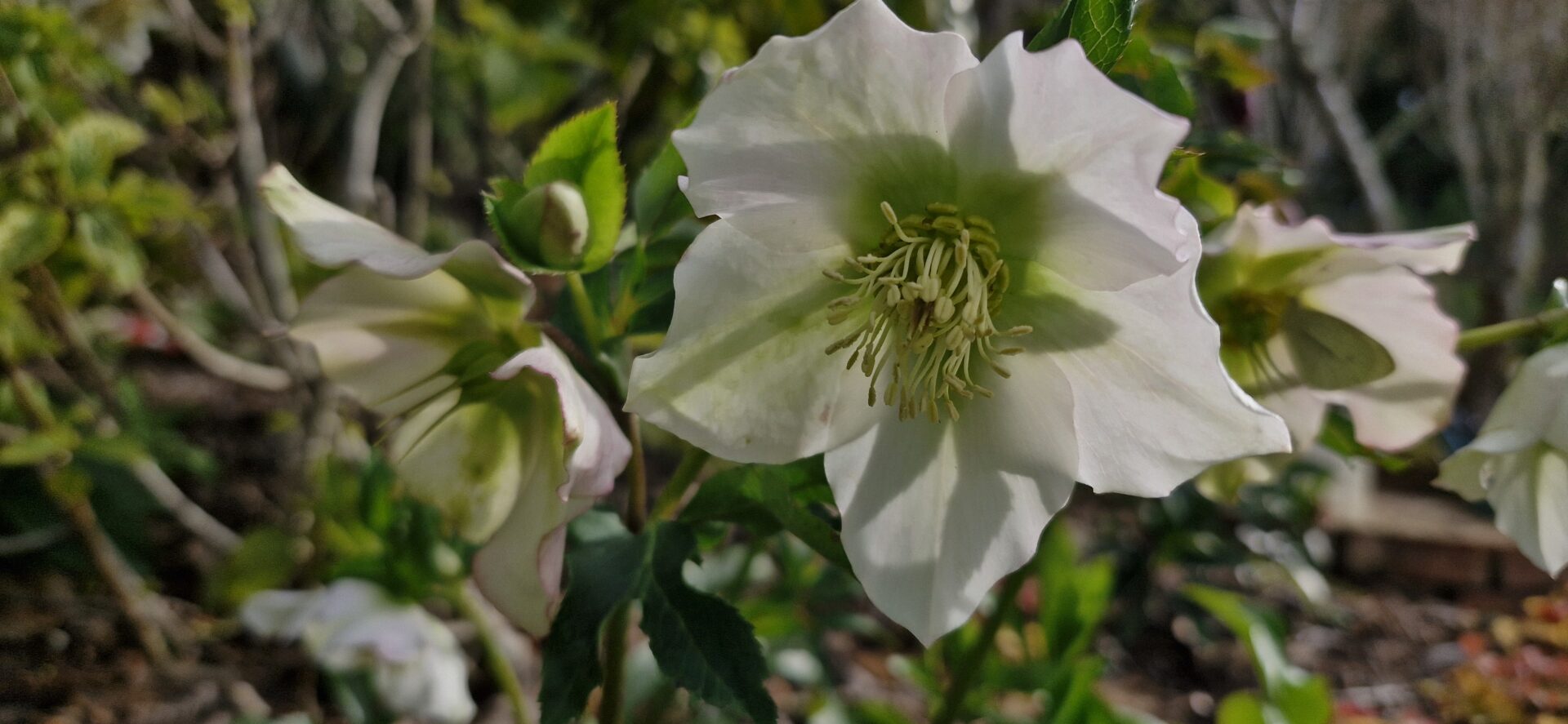 Helleborus Orientalis (2)