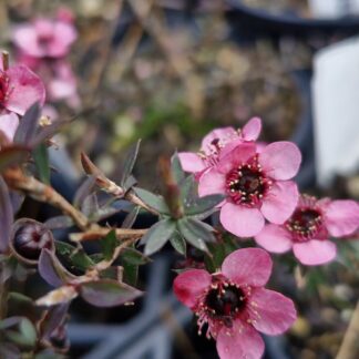 Leptospermum Wiri Shelley 1