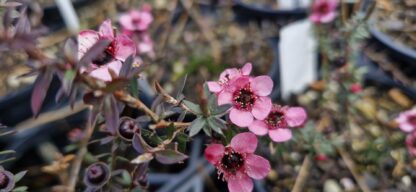 Leptospermum Wiri Shelley 1