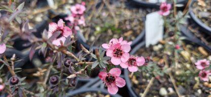 Leptospermum Wiri Shelley 1