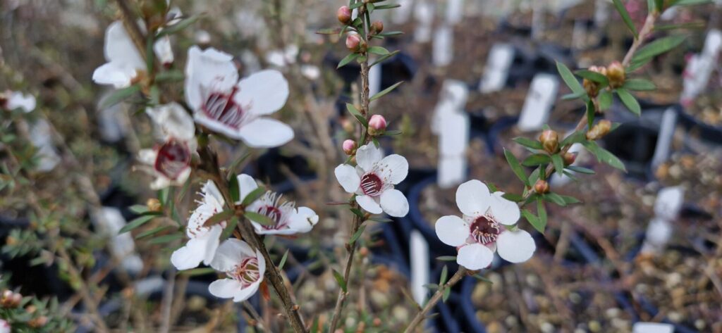 Leptospermum wiri Susan
