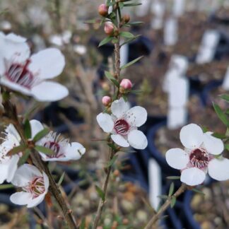 Leptospermum wiri Susan