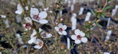 Leptospermum wiri Susan