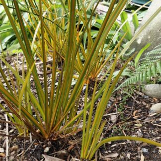 Libertia Peregrinans