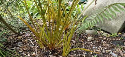 Libertia Peregrinans