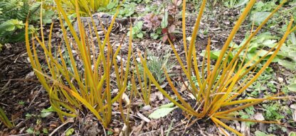 Libertia Peregrinans