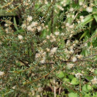 Olearia Solandrii