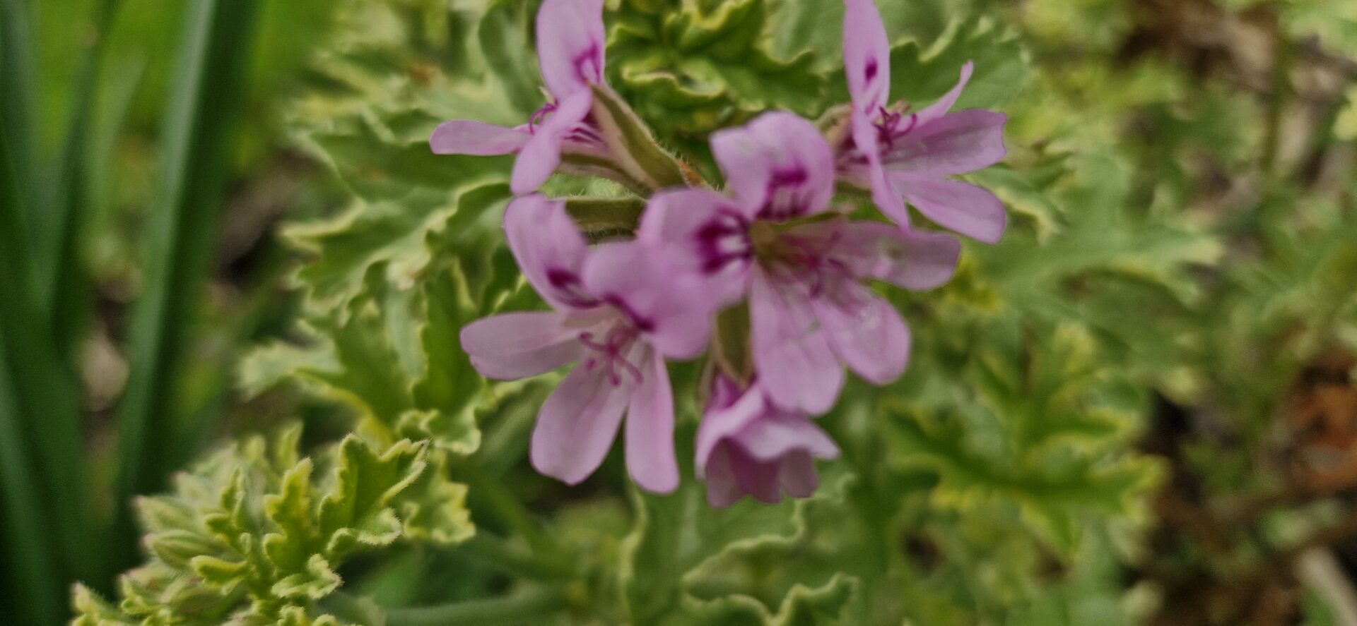 Pelargonium Lady Plymouth 2