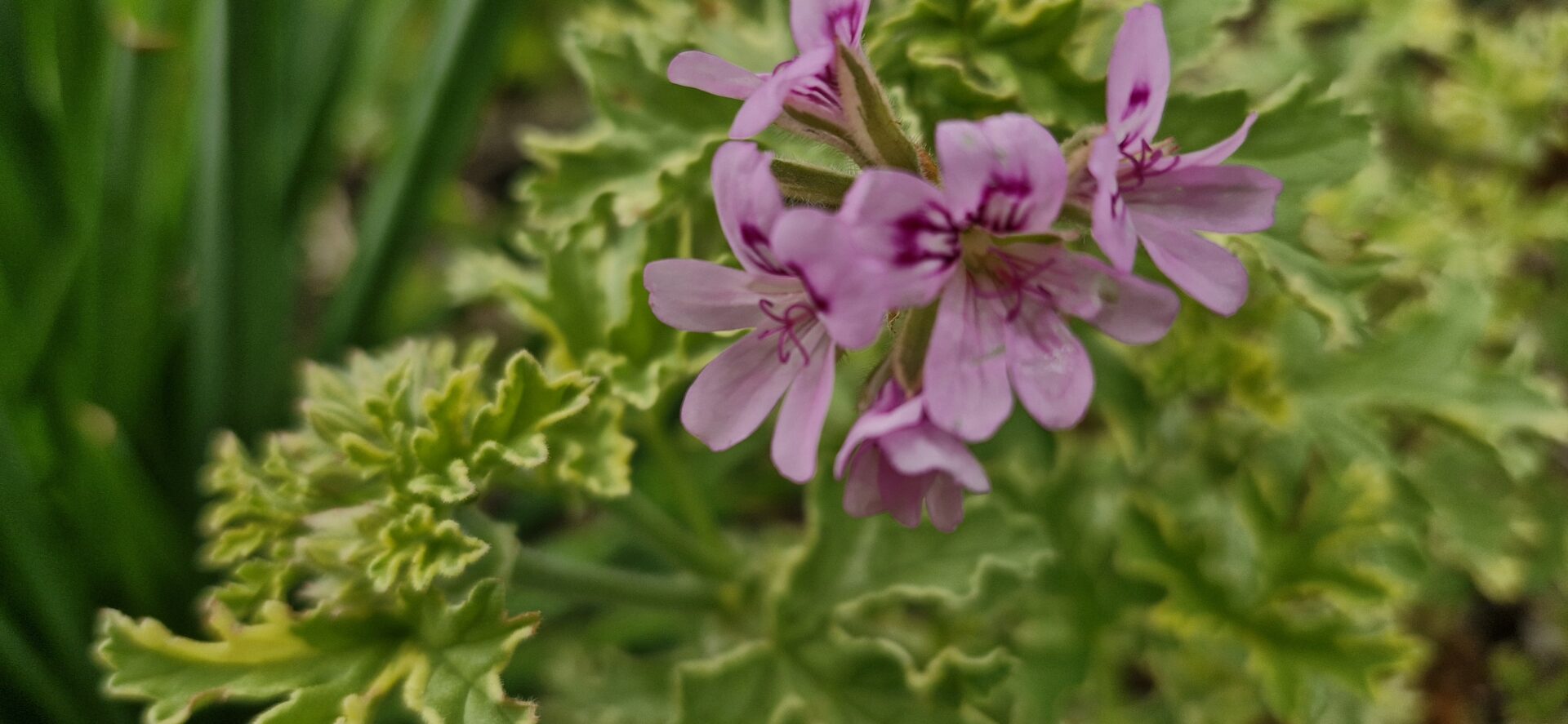 Pelargonium Lady Plymouth 2