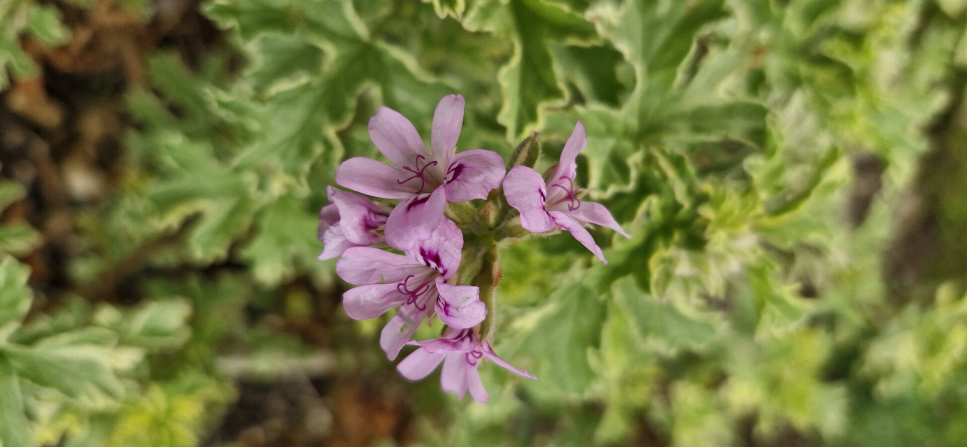 Pelargonium 'Lady Plymouth' - Image 3