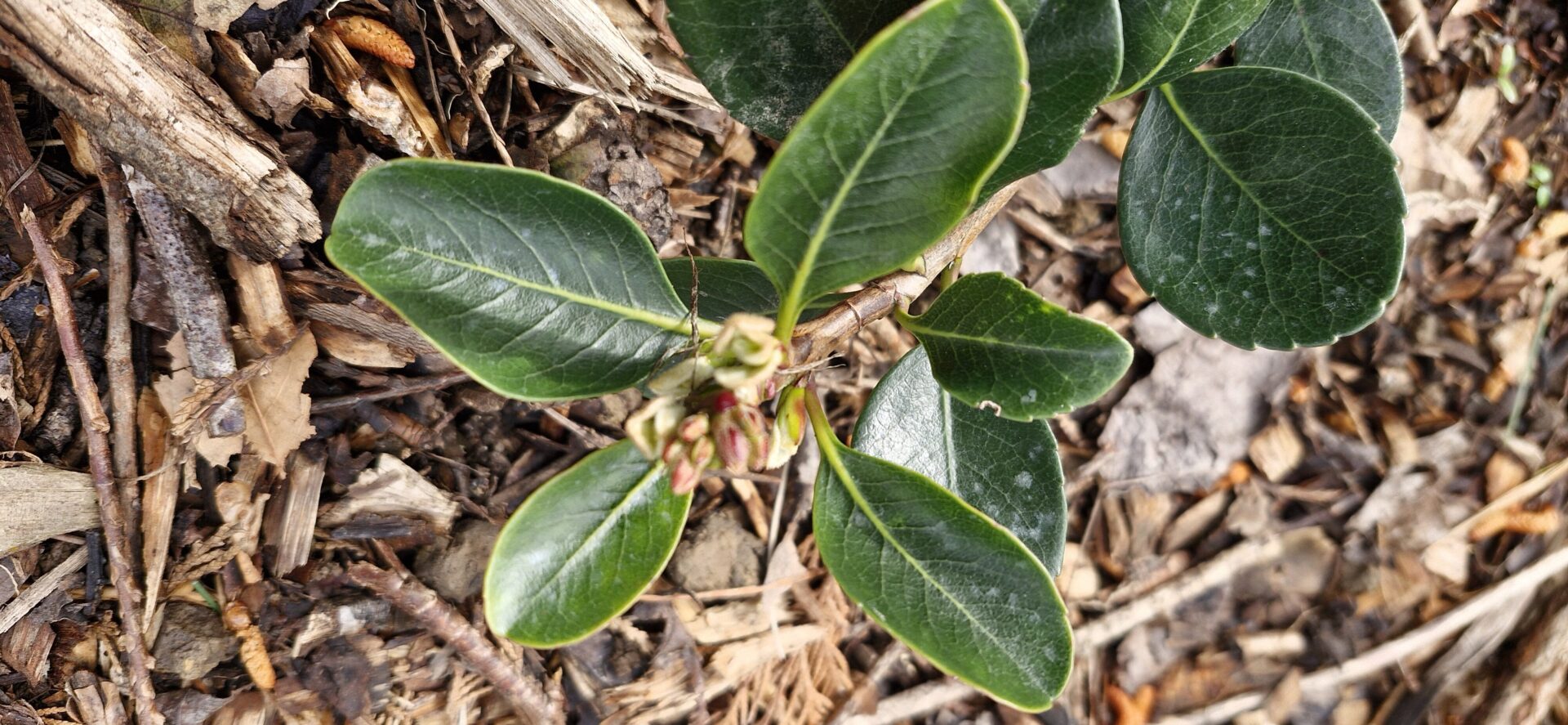 Rhaphiolepsis Umbelata
