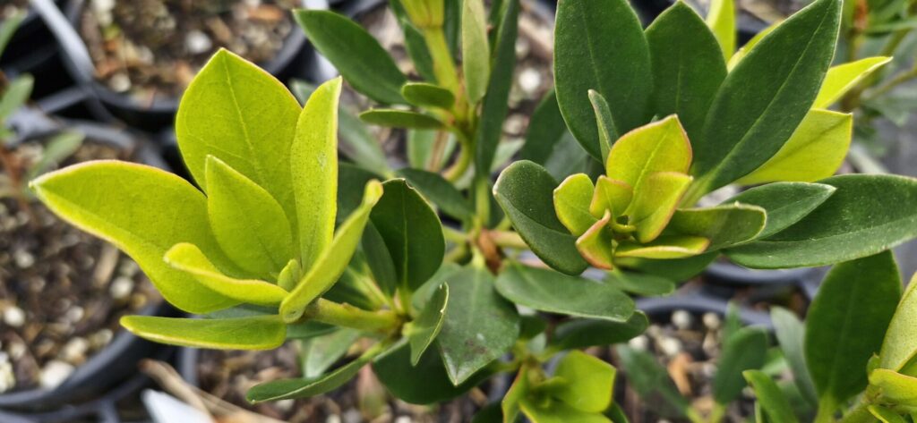 Rhododendron Saxon Glow